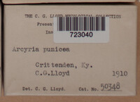 Arcyria denudata image